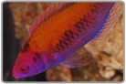 Orange Back Fairy Wrasse